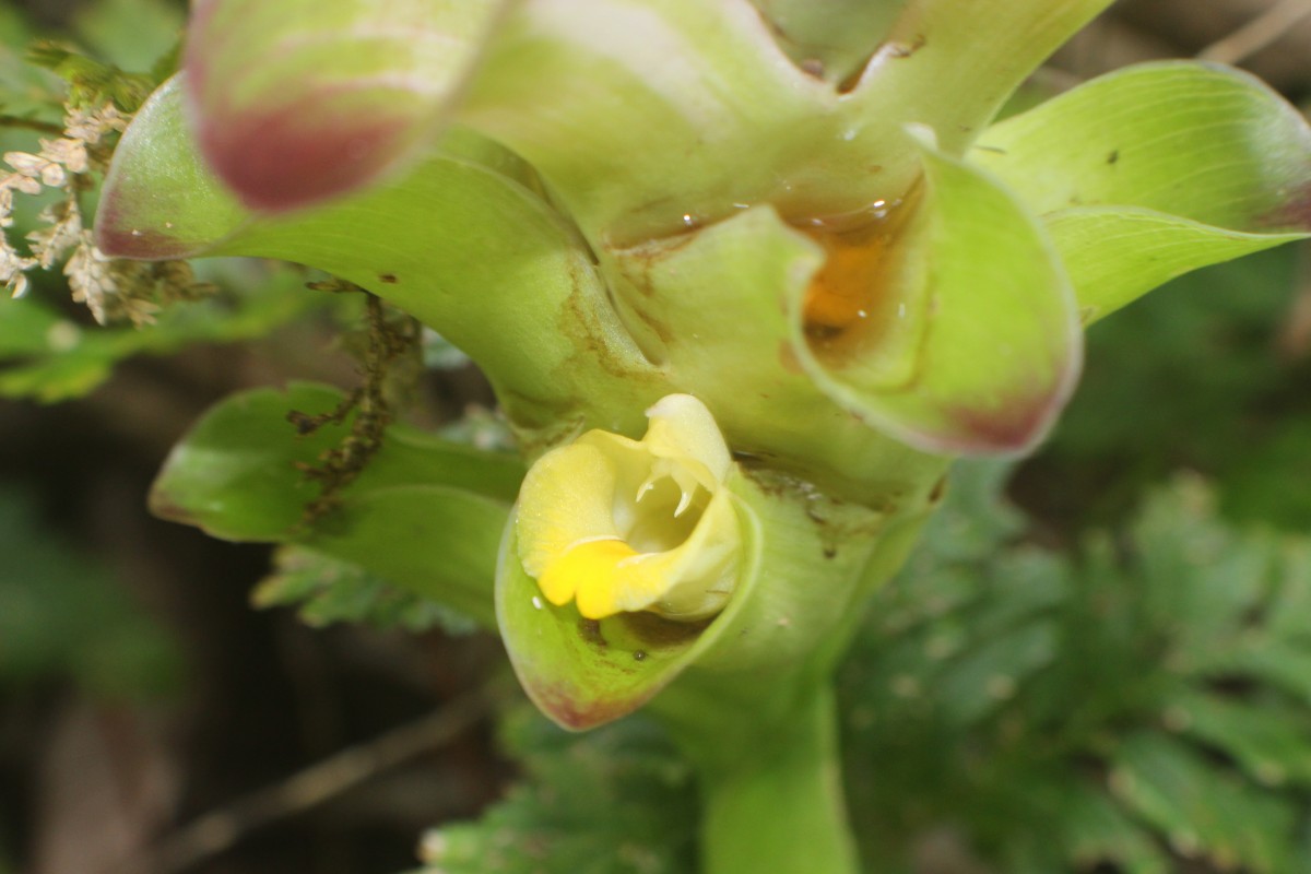 Curcuma zedoaria (Christm.) Roscoe